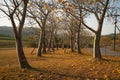 Cochlospermum regium Tree