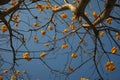 Cochlospermum regium Tree