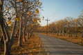 Cochlospermum regium Tree