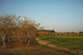 Cochlospermum regium Tree