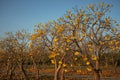 Cochlospermum regium Tree