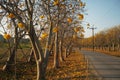 Cochlospermum regium Tree