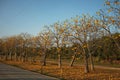 Cochlospermum regium Tree