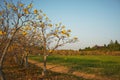 Cochlospermum regium Tree