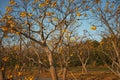 Cochlospermum regium Tree