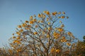 Cochlospermum regium Tree