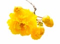 Cochlospermum regium Royalty Free Stock Photo