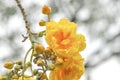 Cochlospermum regium or yellow flower Royalty Free Stock Photo