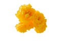 Cochlospermum regium yellow flower isolated