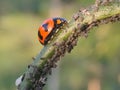 cocinelidae predators prey on aphids on long bean plants Royalty Free Stock Photo