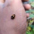 Cocinella transversalis sitting on hand Royalty Free Stock Photo