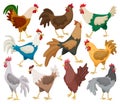 Cock of animal isolated cartoon set icon.Vector illustration set rooster cockerel.Vector cartoon icon cock of animal. Royalty Free Stock Photo