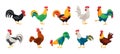 Cock of animal isolated cartoon set icon.Vector illustration set rooster cockerel.Vector cartoon icon cock of animal.