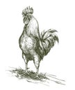 Cock. Aviculture. Poultry breeding. Vector sketch