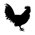 Rooster black