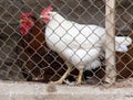 with chicken in a cage Royalty Free Stock Photo