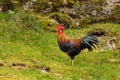 or cockerel on farm in Norway