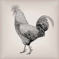 cockerel rooster domestic bird farm animal poultry alive st