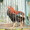 for cockfighting Royalty Free Stock Photo