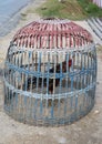 for cockfighting Royalty Free Stock Photo