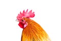 Cock colorful head  isolated on white background , clipping path Royalty Free Stock Photo