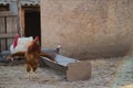 A in the foreground in a Hungarian ranch