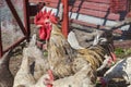 guarding chickens, strolling near the henhouse wire mesh. Royalty Free Stock Photo