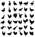 Cock,Hen,Duck Silhouette Set -Vector