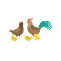 Cock, hen and three yellow chickens in yard isolated on white background Royalty Free Stock Photo