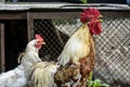 Cock and hen walk on the farm. Domestic bird. Rooster sing. Close-up.