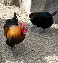 Cock and hen walking