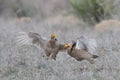 lesser prairie chicken grabbing the wing of another male