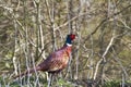 pheasant in woodland