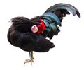 Cock. Poultry Rooster. black farm on white background Royalty Free Stock Photo