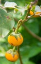 roach berry Solanum aculeatissimum Jacq. Royalty Free Stock Photo
