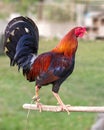 The rooster. Absolute champion of cock-fighting on the Philippine island