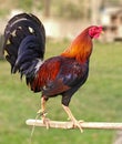 The cock rooster. Absolute champion of cock-fighting on the Philippine island