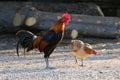 Cock, Rooster Asia and broody Hen Family, Fighting cock, Gamecock in the countryside