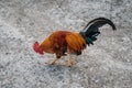 Cock, rooster bantam crows isolate on concrete floor Royalty Free Stock Photo