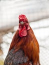 Cock. Rooster male chicken. Image of a close up .