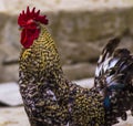 cock. Rooster portrait. Rooster on a farm. beautiful male rooster. farm. Domestic bird