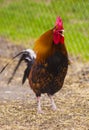 . Rooster portrait. Rooster in a farm Royalty Free Stock Photo