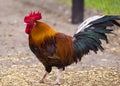 . Rooster portrait. Rooster in a farm Royalty Free Stock Photo