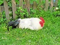 rooster a proud bird in village