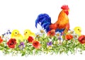 rooster and small chicks in grass, flowers. Seamless pattern. Watercolor Royalty Free Stock Photo