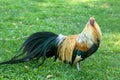 - Rooster, symbol of New Chinese 2017 Year