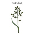 Cock s-foot, orchard or cat grass dactylis glomerata , medicinal plant Royalty Free Stock Photo