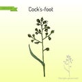 Cock s-foot, orchard or cat grass dactylis glomerata , medicinal plant