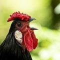 A cock sings in the morning Royalty Free Stock Photo