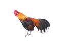 Cock standing isolated on white background , clipping path Royalty Free Stock Photo